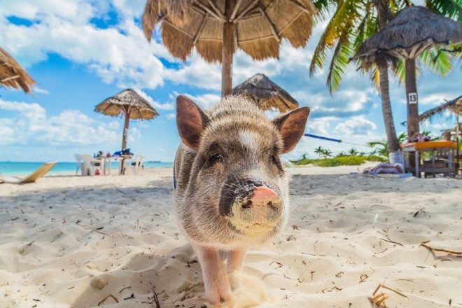 pig beach bahamas