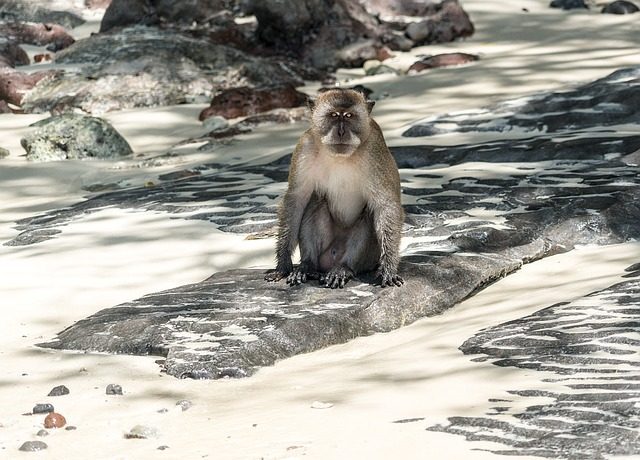 monkey beach kom phi phi island thailand