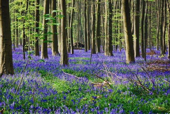 Hallerbos i Halle