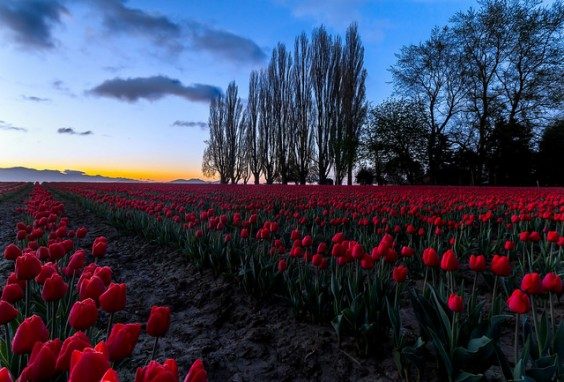 Skagit Valley i Washington