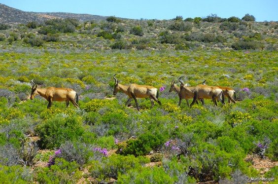 Anysberg naturreservat i Klein Karoo