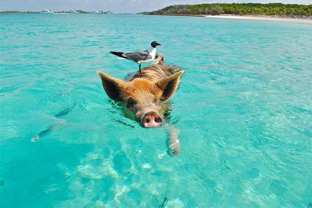 pig beach bird bahamas