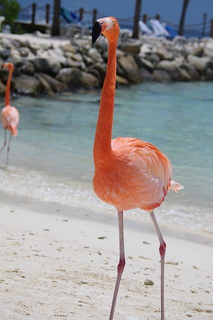 flamingo beach aruba