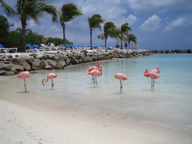 flamingo beach aruba