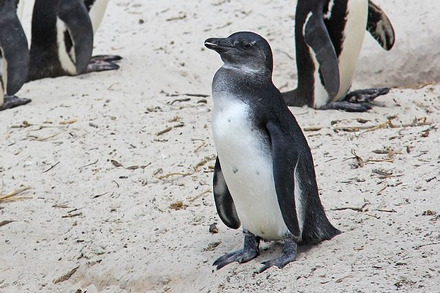 penguin boulders beach