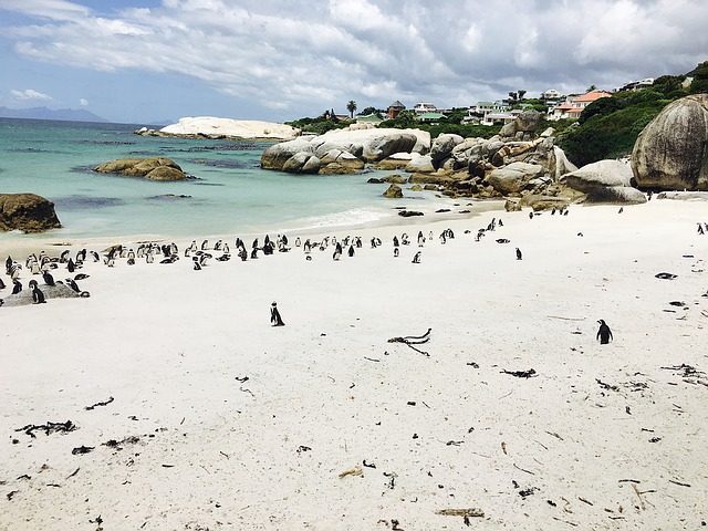 penguins boulders beach