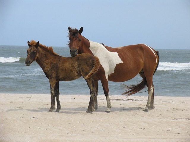 assateague island horses