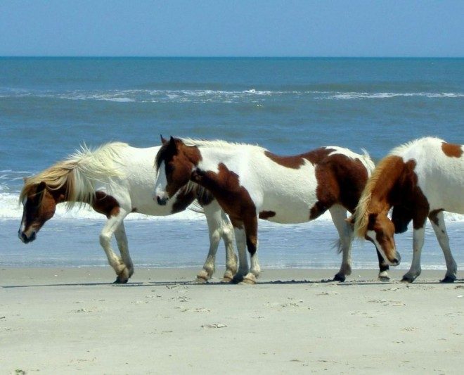 assateague island horses 2